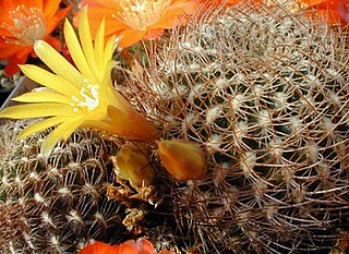 <i>Rebutia breviflora</i> Species of cacti