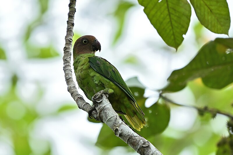 File:Red-cheeked Parrot - Female - Nimbokrang - Shreeram M V.jpg