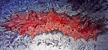 Red-lined Sea Cucumber (Thelenota rubralineata) (7963296126).jpg