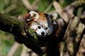 Red Panda (16756743461).jpg