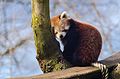 Red Panda (16836187688).jpg
