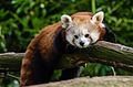 Red Panda (17203620511).jpg