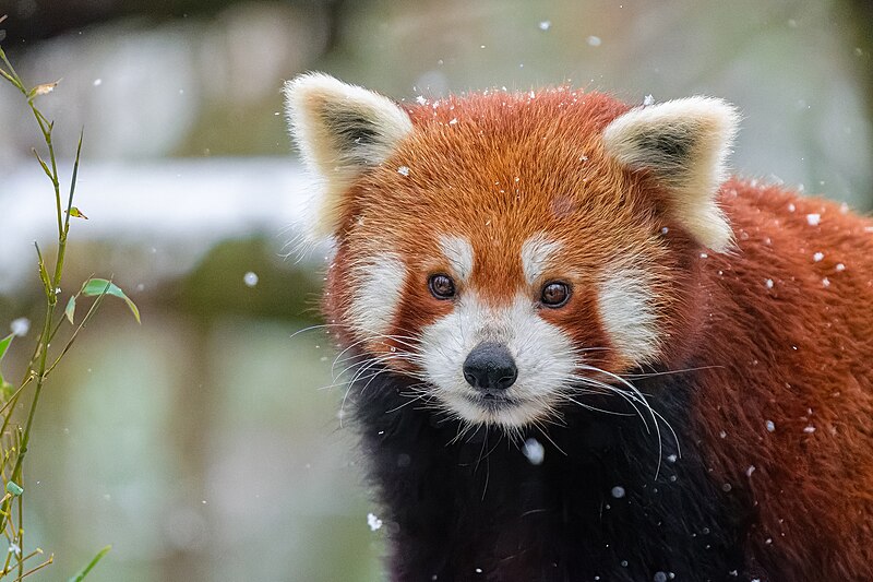 File:Red Panda - 52673883783.jpg