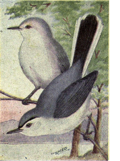 Thumbnail for File:Reed-blue-gray-gnatcatcher.png
