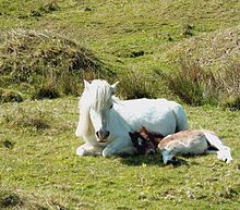 Le cheval ne dort pas toujours debout. Il se couche parfois « en vache » comme cette ponette grise, et s'allonge entièrement sur le sol pour les phases de sommeil paradoxal, comme le fait ce poulain.