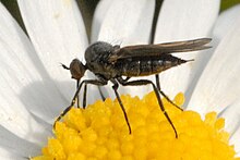 Rhamphomyia.umbripennis2 .-. lindsey.jpg