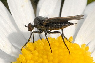 <i>Rhamphomyia umbripennis</i> Species of fly