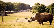 Thumbnail for Woburn Safari Park