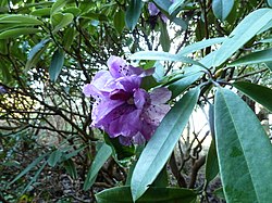 Rododendron ririei.jpg