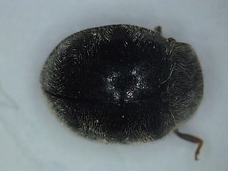 <i>Rhyzobius forestieri</i> Species of beetle