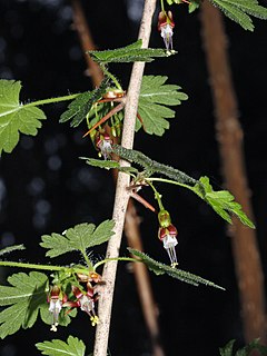 <i>Ribes</i> Genus of flowering plants in the order Saxifragales