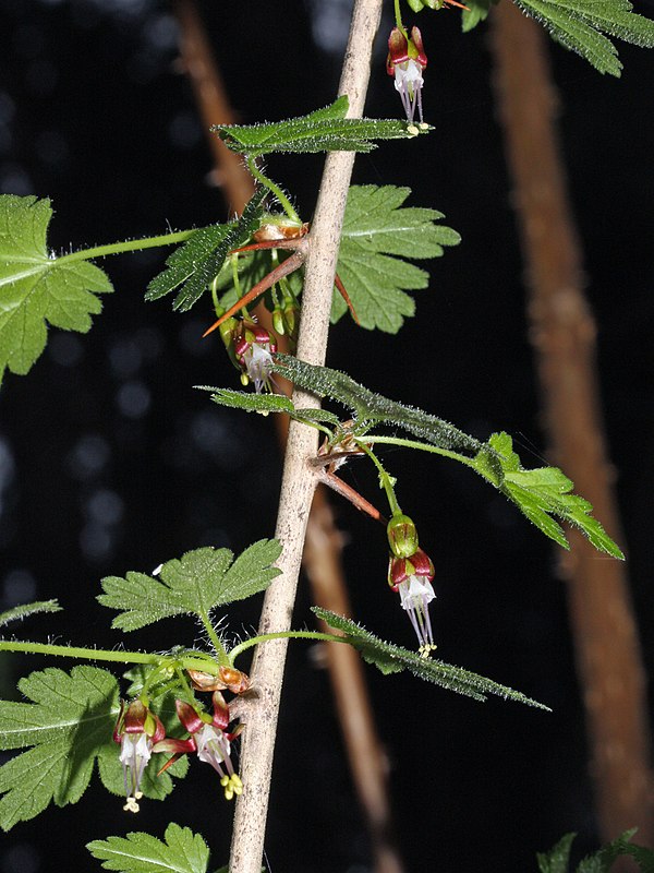 Ribes