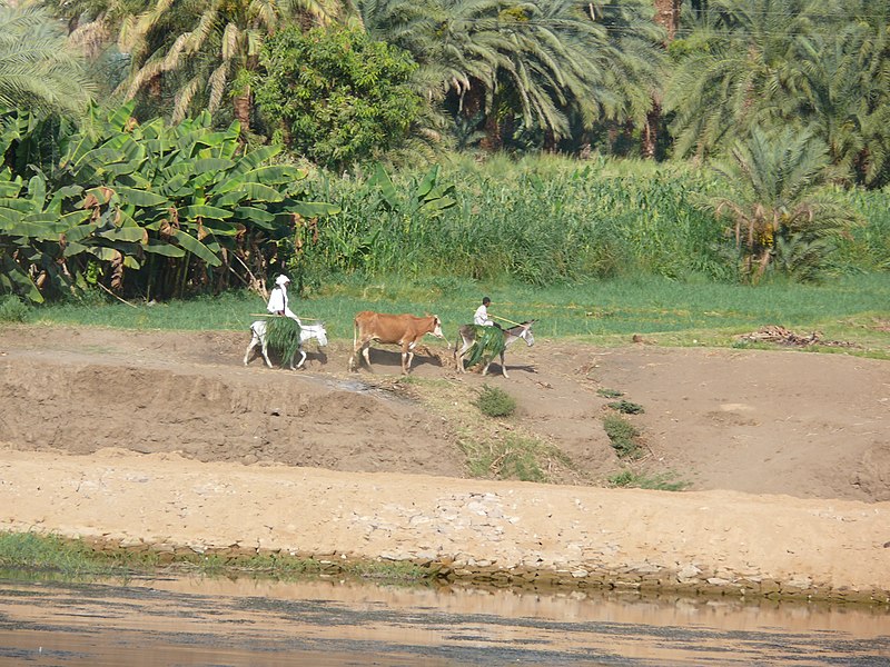 File:River Nile 23.JPG