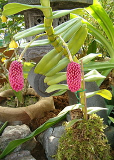 <i>Robiquetia</i> Genus of orchids