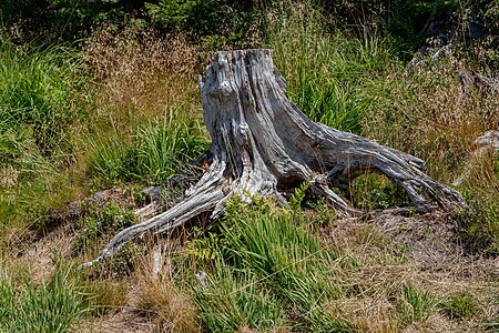 Root Panoramic trail Black Forest National Park