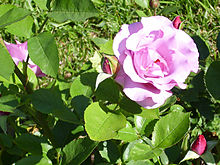 'Dioressence', a rose cultivar developed by 'Delbard' in 1984. Rosa 'Dioressence' Delbard-Chabert 1984 RPO.jpg