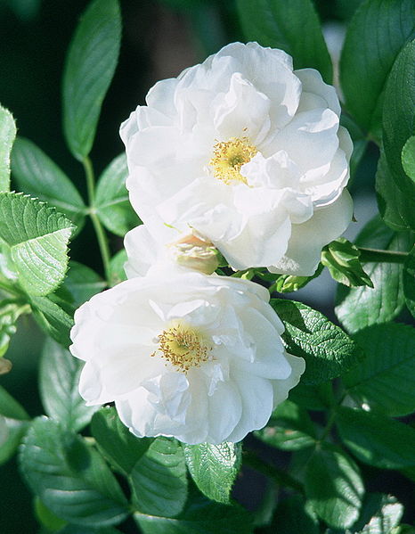 File:Rosa 'Mary Manners'.jpg