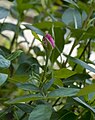 * Nomination Rosa centifolia pink flower bud --JDP90 09:18, 21 July 2012 (UTC) * Decline Disturbing background -> bad composition --Smial 11:47, 29 July 2012 (UTC)