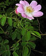 Rosa rubiginosa inflorescence (21).jpg