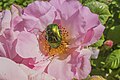 * Nomination Cetonia aurata at the Bad Kissingen wild rose promenade in Luitpold Park --Plozessor 02:55, 8 April 2024 (UTC) * Promotion  Support Good quality. --Rjcastillo 03:40, 8 April 2024 (UTC)