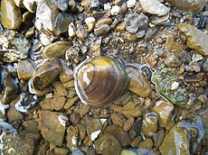 Round hickorynut mussel (14133118825).jpg