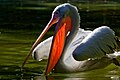 Pelican - Backlight