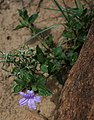 Ruellia cordata