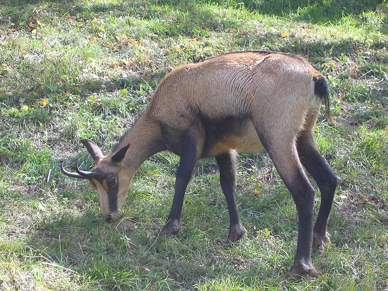 File:Rupicapra eating.jpg