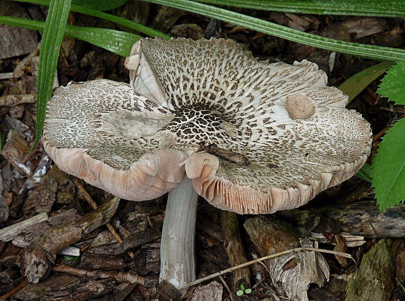 File:Russula J2.jpg