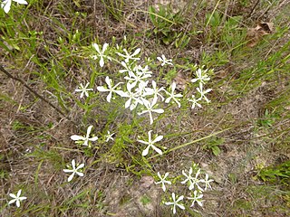 <i>Sabatia quadrangula</i> Species of plant