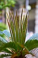 Sago Palm (Cycas revoluta).