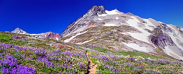 Alpine tundra in the North Cascades of Washington, United States Sahale Peak.jpg