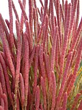Thumbnail for Salicornia rubra