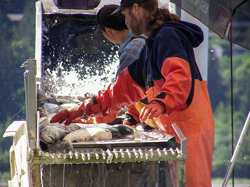 File:Salmon Sorting Taku Smokeries wc11.jpg