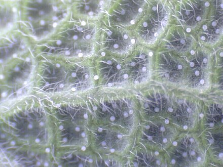 The underside of a sage leaf – more trichomes are visible on this side