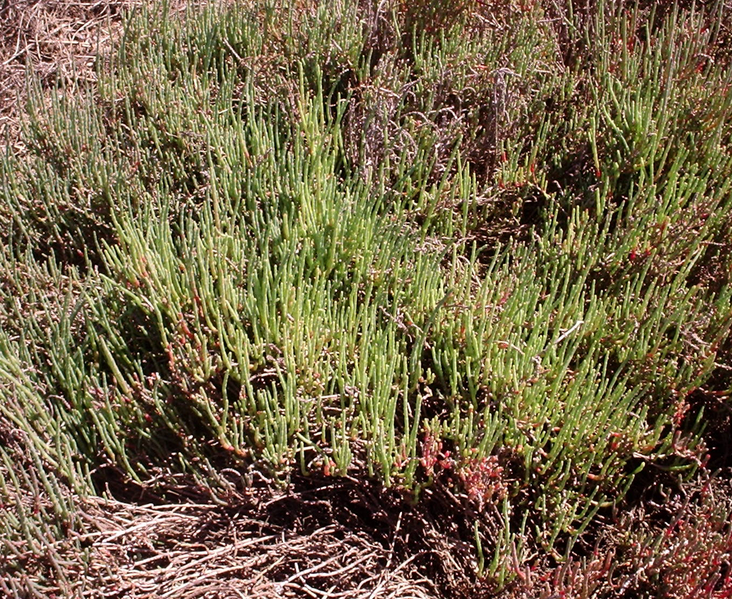 File:Samphire Halosarcia.png