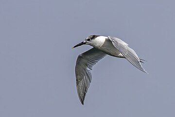 Sandwich tern Thalasseus sandvicensis