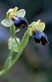 Ophrys zonata (Sardinien)