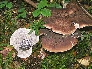 Thelephorales Order of fungi