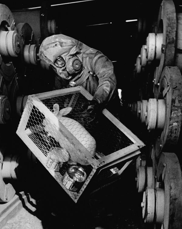 Rabbit used to check for leaks at former sarin production plant (Rocky Mountain Arsenal), 1970