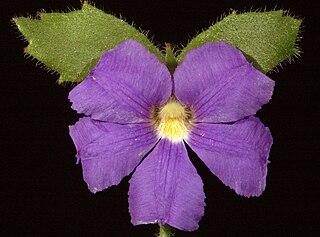 <i>Scaevola pilosa</i> Species of flowering plant