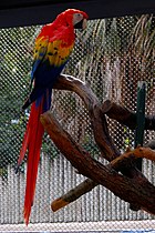 Scarlet Macaw (Ara macao) -full length-1c.jpg
