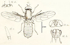 Scenopinus fenestralis whole insect and dissected parts ScenopinusFenestralisInsectaBritannicaDiptera.jpg