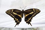 Thumbnail for Papilio aristodemus