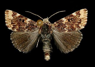 <i>Schinia avemensis</i> Species of moth