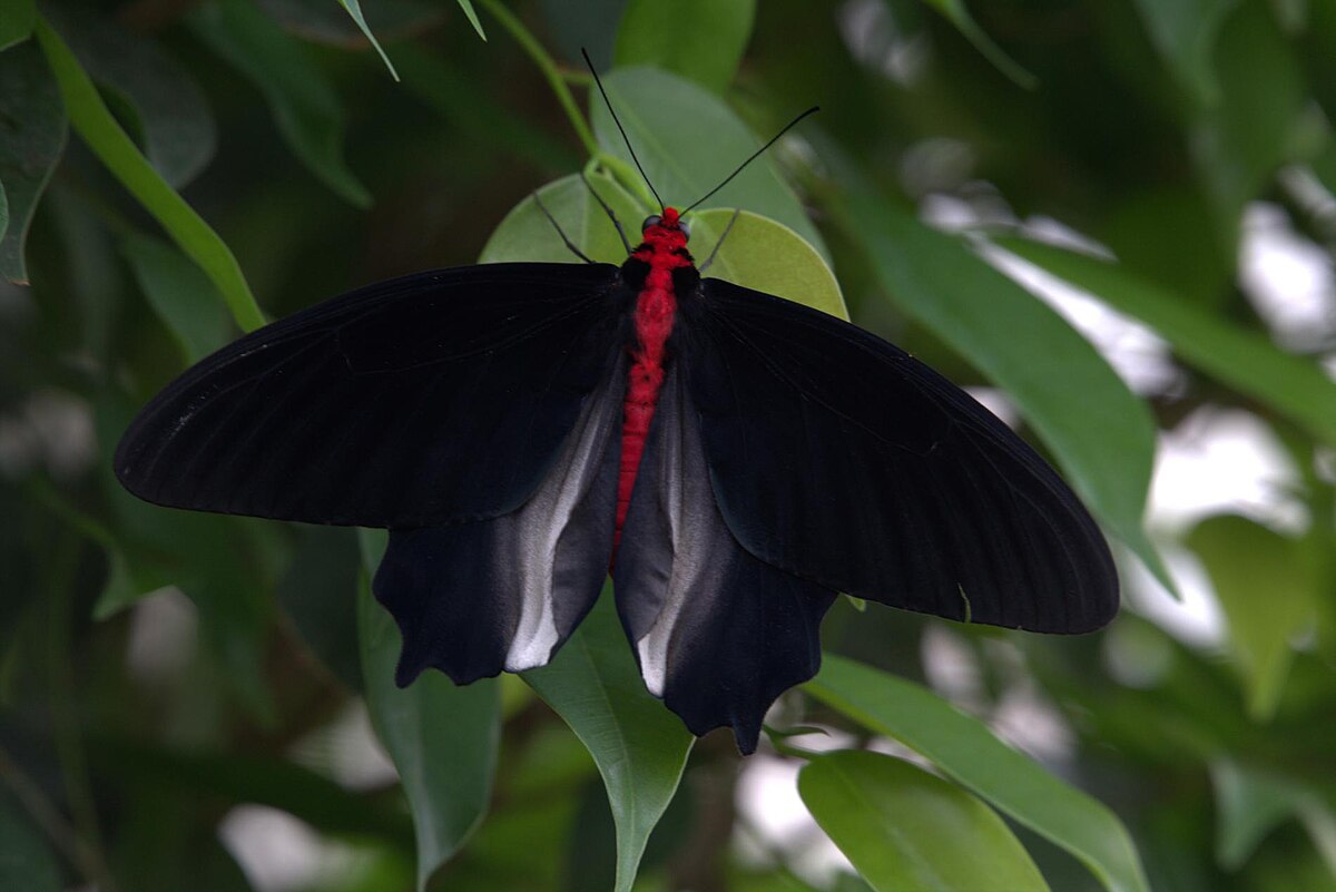 Atrophaneura semperi - Wikipedia