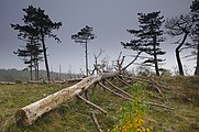 Nederlands: Schoorlse Duinen English: Schoorlse duins