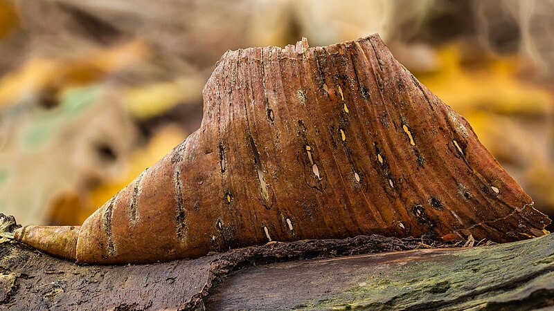 File:Schors van een berk (Betula) 23-10-2022 (d.j.b.).jpg