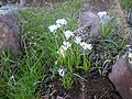 Scilla verna (Pyrenees)