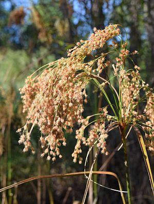 Scirpus cyperinus UMFS.jpg